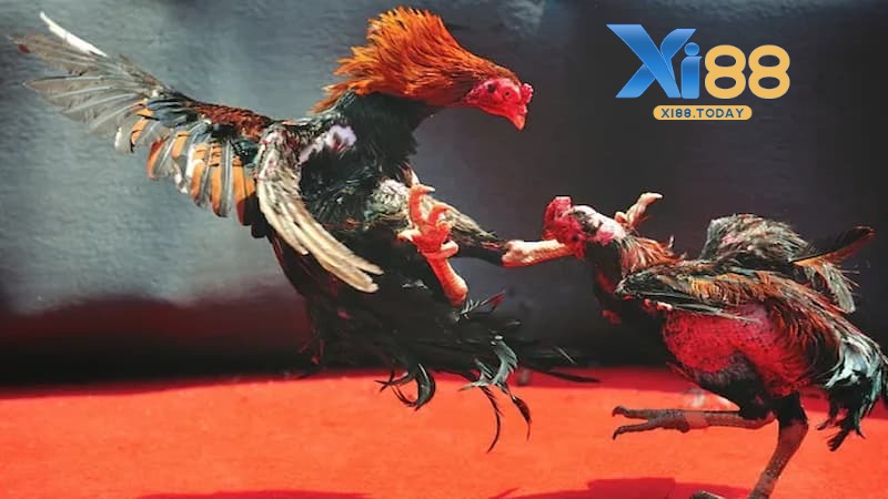 Chọi gà cựa sắt tại đá gà WS168