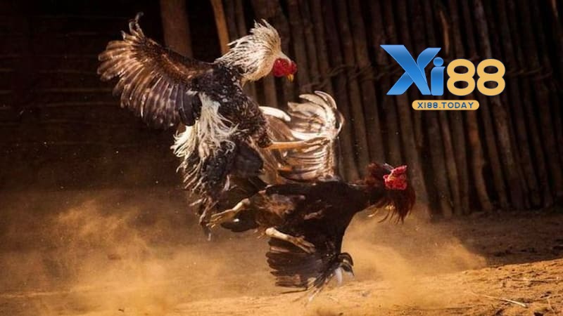 Đá gà Campuchia (Thomo)