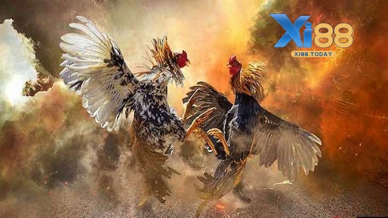 Tìm hiểu kỹ lưỡng về gà chọi trước khi cá cược