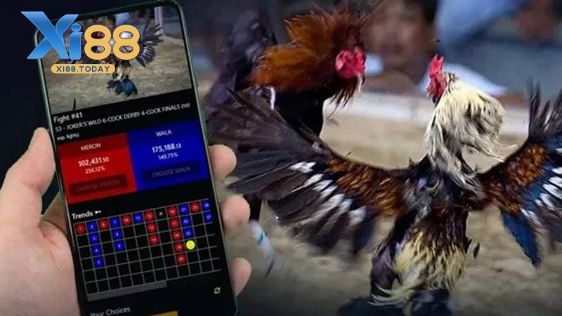 Quan sát tỷ lệ cược và phân tích xu hướng