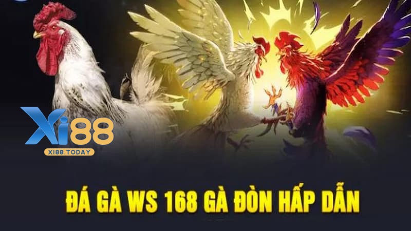 Ưu điểm khi chơi đá gà tại WS168