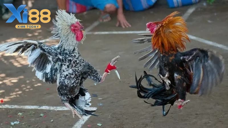 Bí kíp giúp bạn thắng lớn khi tham gia sảnh đá gà GA28