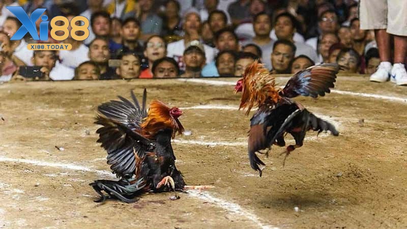 Sảnh đá gà GA28 trên XI88 có gì nổi bật? Sảnh đá gà GA28 trên XI88 có gì nổi bật?