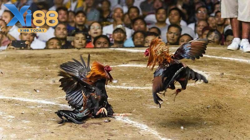 Giới thiệu về sảnh đá gà GA28 Giới thiệu về sảnh đá gà GA28