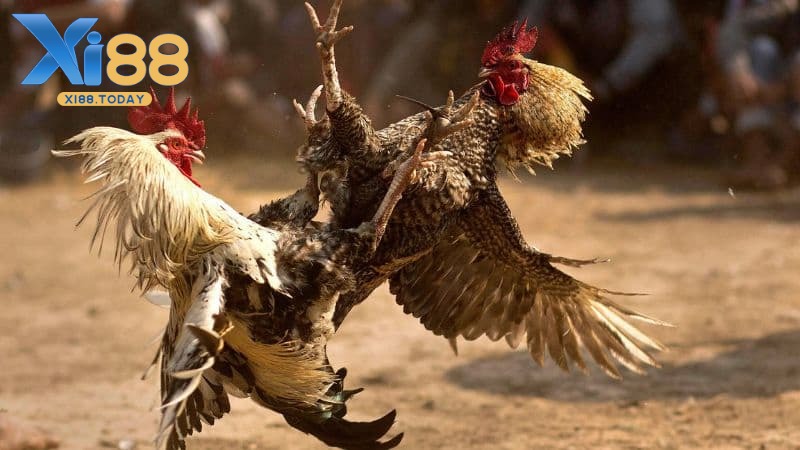 Các loại hình hot nhất trên sảnh đá gà GA28 Các loại hình hot nhất trên sảnh đá gà GA28