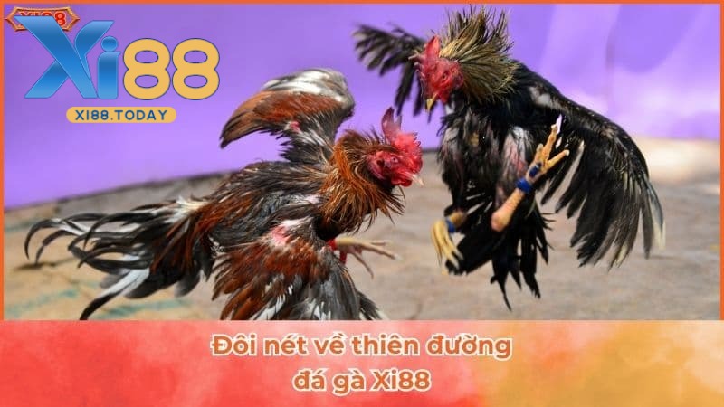 Giới thiệu về đá gà XI88