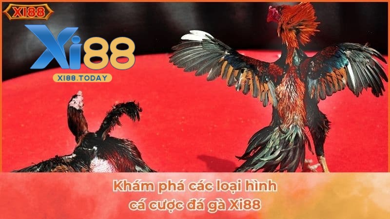 Các loại hình cá cược đá gà XI88 hot nhất