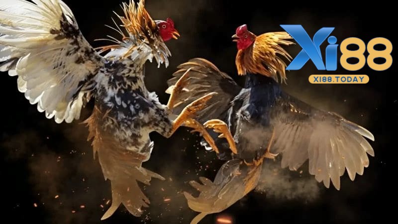 Những lợi ích khi bạn tham gia cá cược đá gà XI88