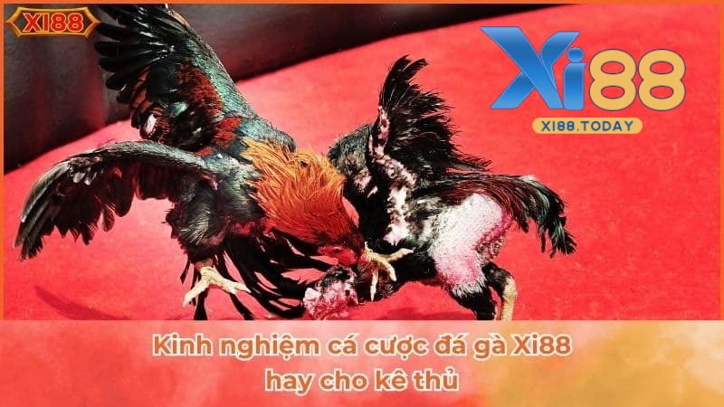 Mẹo và chiến thuật đá gà XI88 chuẩn chỉ nhất